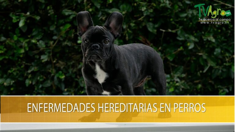 Enfermedades hereditarias en perros: causas y prevenci&oacute;n