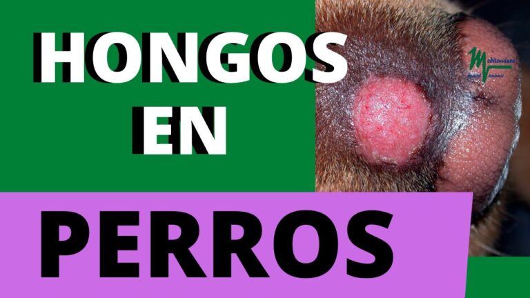 Enfermedades fúngicas comunes en perros