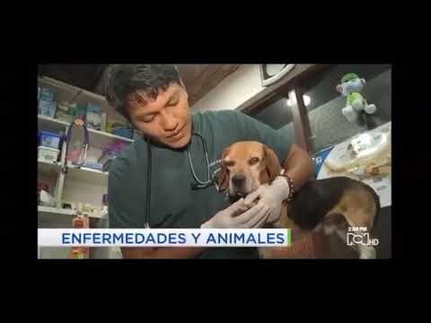 S&iacute;ntomas comunes de la enfermedad de Lyme en mascotas
