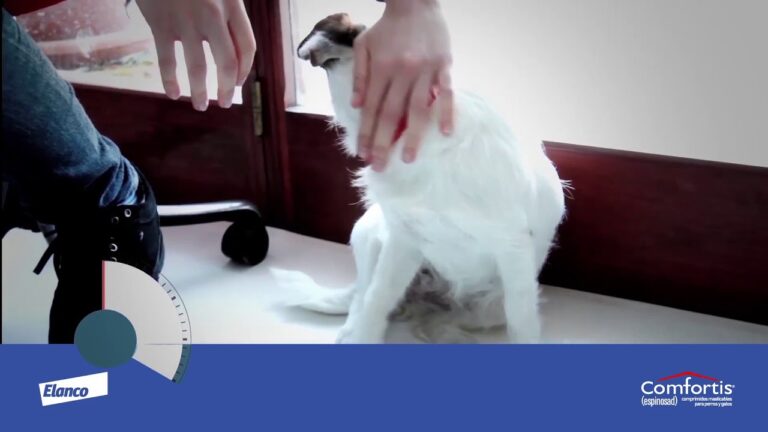 Gu&iacute;a completa de Comfortis para gatos: beneficios y uso