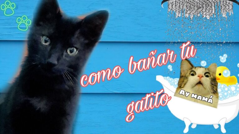 Gu&iacute;a completa sobre el asuntol para gatos