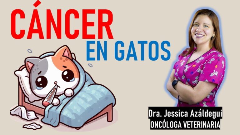 Alimentaci&oacute;n especial para gatos con c&aacute;ncer