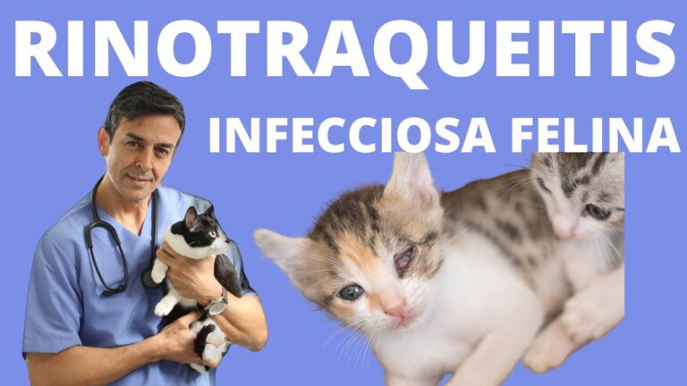 Diagn&oacute;stico de rinotraqueitis en gatos: Gu&iacute;a completa
