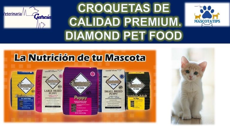 10 consejos para cuidar a tu gato de interior de 18 lb