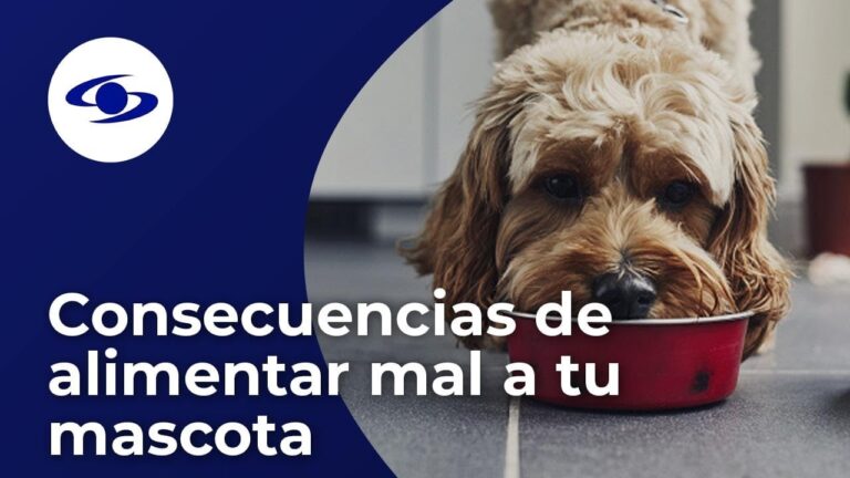 Consecuencias de la mala alimentaci&oacute;n en mascotas