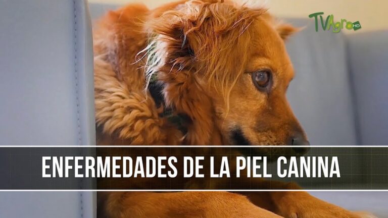 Lesiones cut&aacute;neas en perros y gatos: Causas y Tratamiento