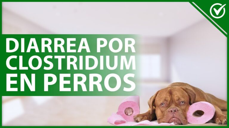 Clostridium en perros: causas, s&iacute;ntomas y tratamiento