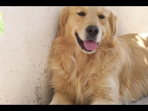 Diagn&oacute;stico de enfermedades hereditarias en mascotas