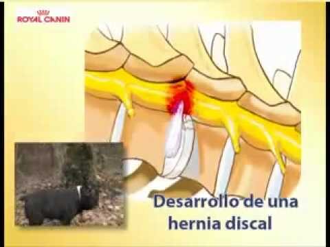 Gu&iacute;a de alimentaci&oacute;n para Bulldog Franc&eacute;s de Royal Canin