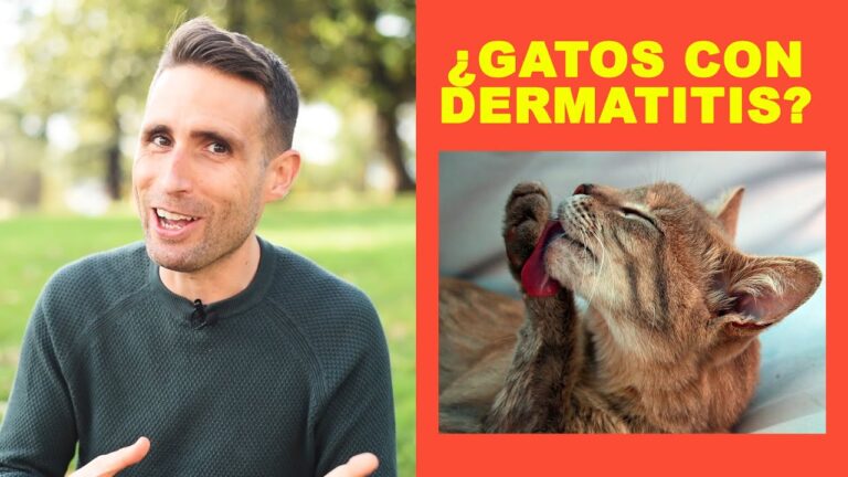 Consejos para prevenir la dermatitis en gatos