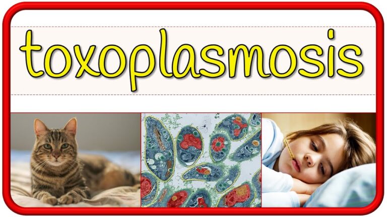 Medidas de prevenci&oacute;n para la toxoplasmosis: Gu&iacute;a completa