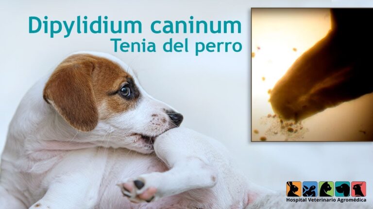 Par&aacute;sito Dipylidium caninum en gatos: S&iacute;ntomas y Tratamiento