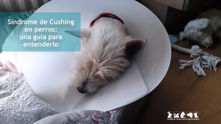 Enfermedades de la gl&aacute;ndula pituitaria en mascotas