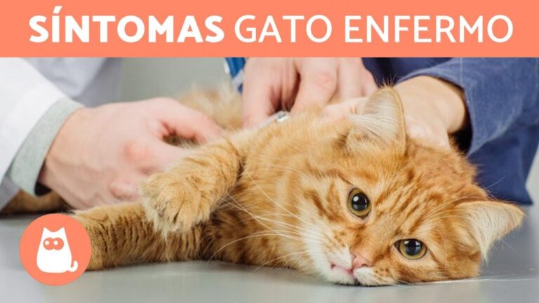 Comportamiento de gatos frente a enfermedades: reacciones y se&ntilde;ales