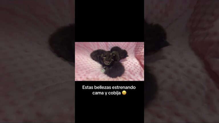 El encanto del Maine Coon en Bogot&aacute;