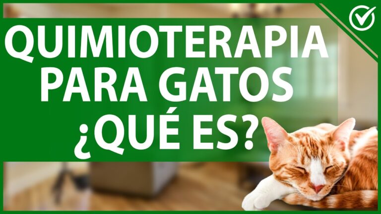Efectos secundarios de tratamientos en gatos: Lo que debes saber