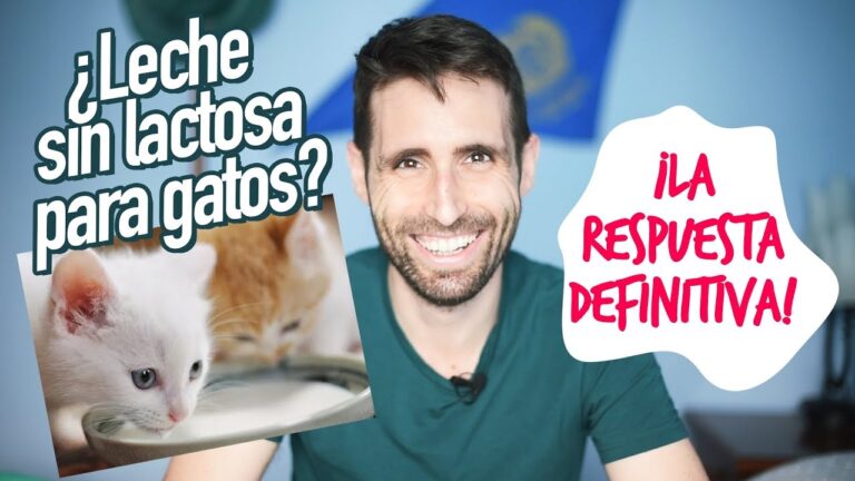 Leche deslactosada: &iquest;Segura para gatos?