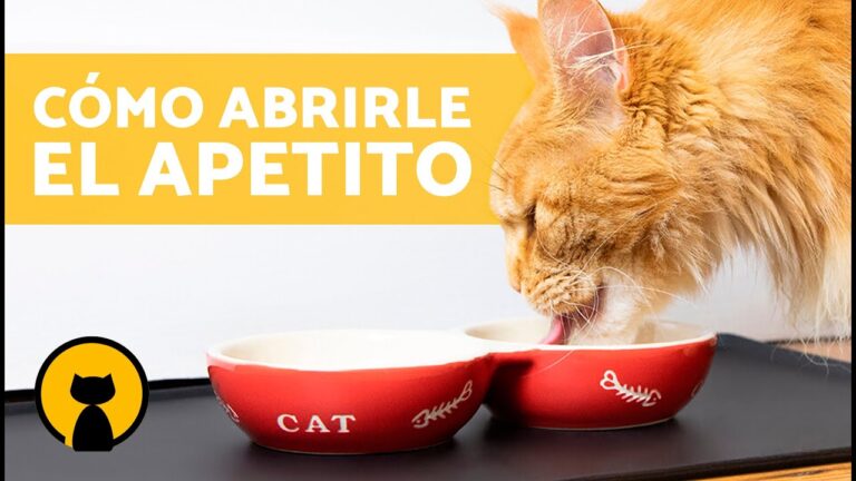 Cuidados esenciales para gatos enfermos