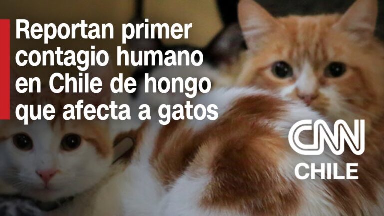 Enfermedades f&uacute;ngicas en gatos: causas, s&iacute;ntomas y tratamientos