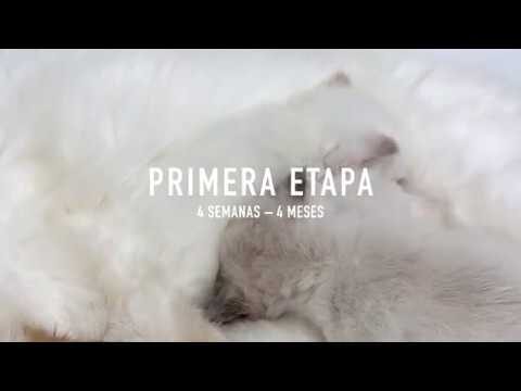 Gu&iacute;a para el Tabla de Crecimiento del Gato