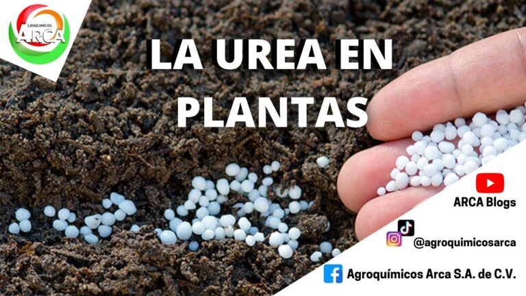 Precio de Urea 50 kg en Colombia