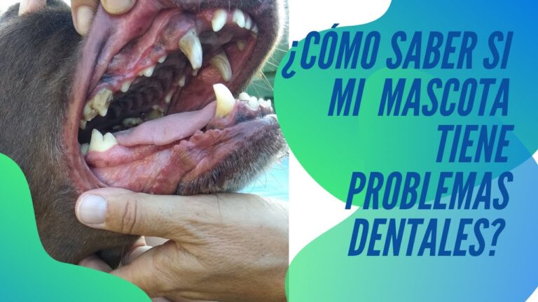 Impacto de la higiene bucal en mascotas