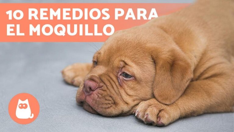Tratamiento efectivo para el moquillo canino
