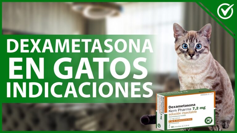 Uso de Dexametasona en Gatos: Gu&iacute;a Completa