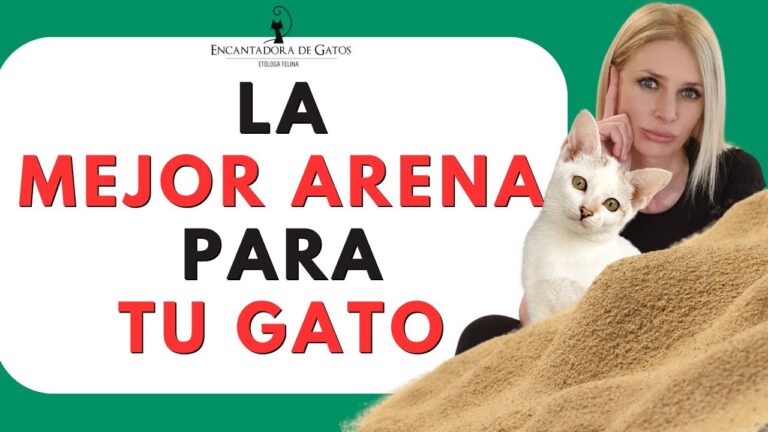 El fen&oacute;meno del arena de gatos: peligros y soluciones