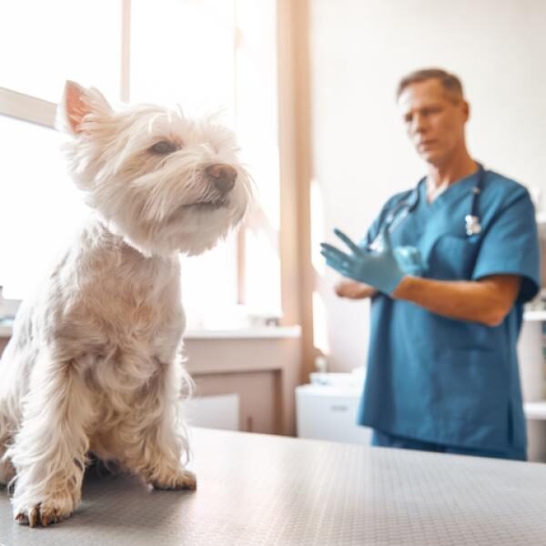 Factores desencadenantes de enfermedades autoinmunes en gatos
