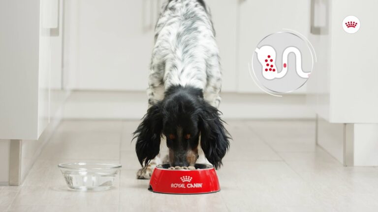 Gu&iacute;a para tratar la lata gastrointestinal en perros