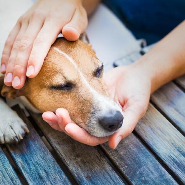 Gu&iacute;a sobre hipertiroidismo en perros y gatos