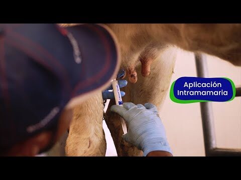 Crema para tratar la mastitis en vacas