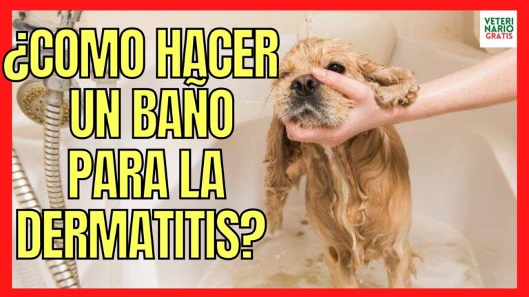 Consejos para ba&ntilde;ar a tu mascota con dermatitis