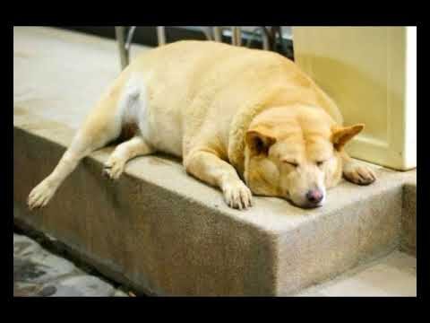 Trastornos hormonales en perros y gatos: gu&iacute;a completa