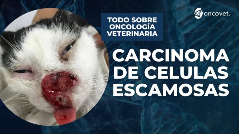 Opciones de tratamiento para el c&aacute;ncer en gatos