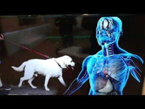 5 bacterias peligrosas para mascotas