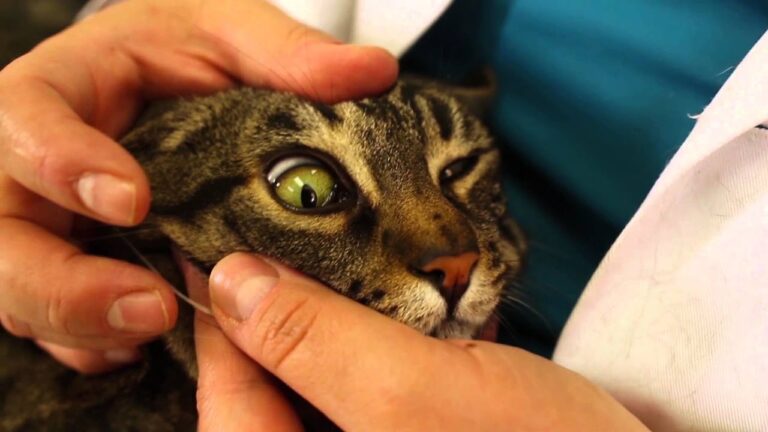 Interfer&oacute;n para gatos: Beneficios y aplicaciones