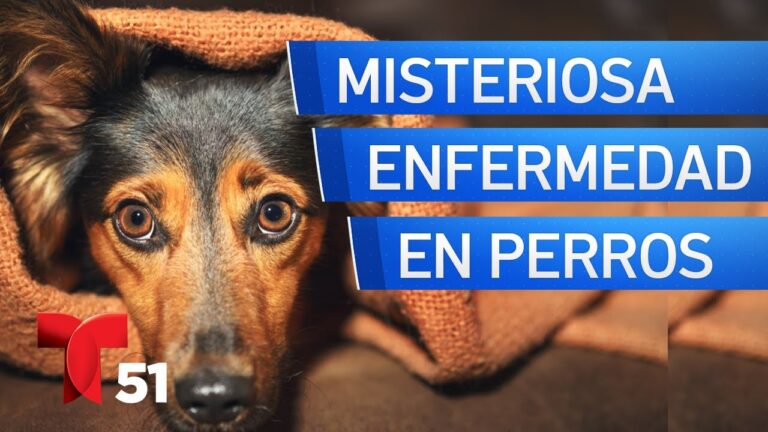 Alertas de Enfermedad en Perros: Lo Que Debes Saber