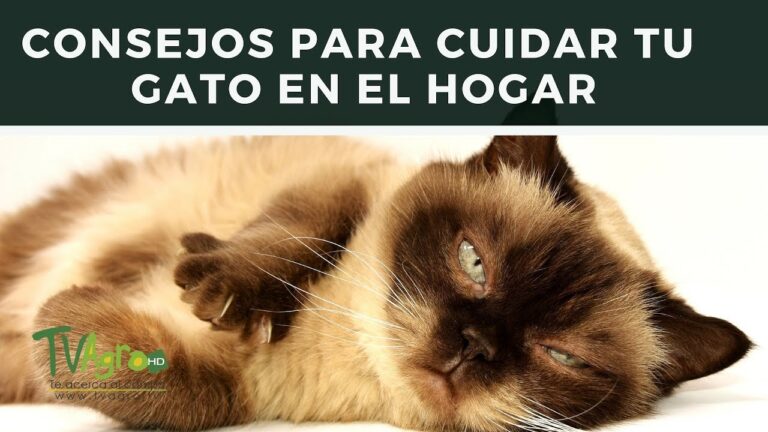 Consejos para cuidar gatos enfermos