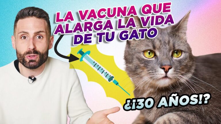 Costo de vacuna para gatos: gu&iacute;a de precios