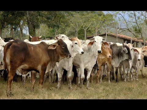 Finca con ganado: claves para su &eacute;xito