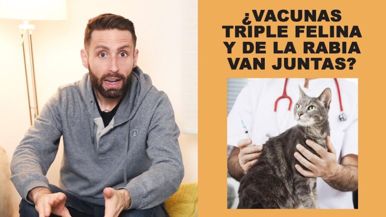 Ventajas de la vacuna triple felina