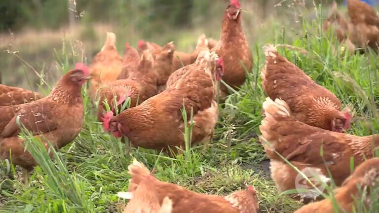 La eficacia del tecnitrim en la producci&oacute;n av&iacute;cola