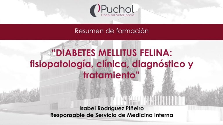 Diagnóstico de la diabetes en gatos: Guía completa
