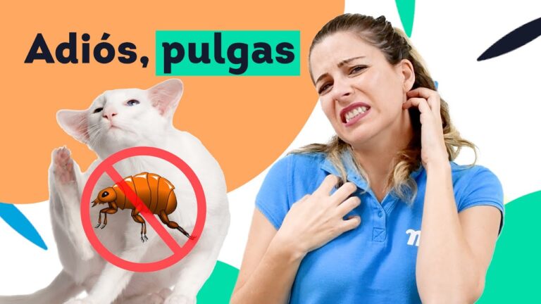 Gu&iacute;a de los Mejores Productos Anti Pulgas para Gatos