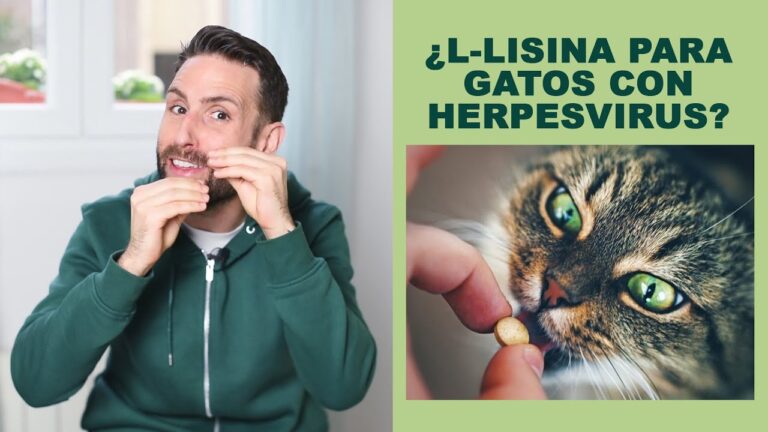 Beneficios de la L-lisina para gatos