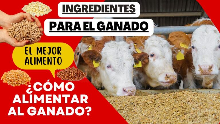 Gu&iacute;a completa sobre concentrado para ganado