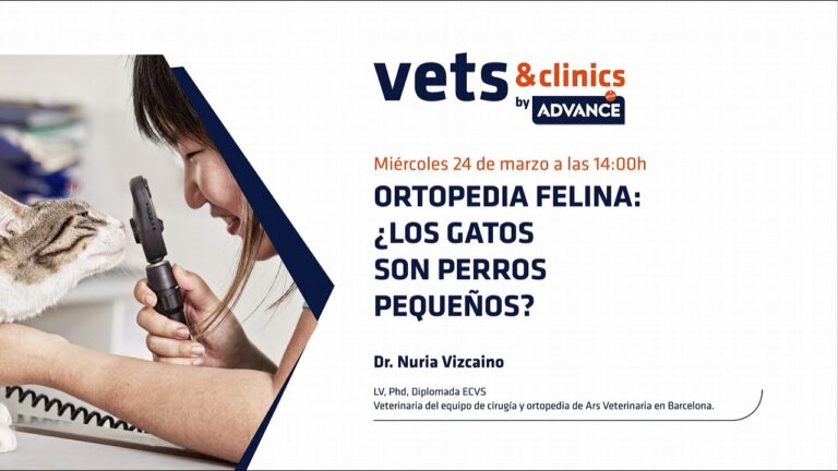 Enfermedades musculoesquel&eacute;ticas en gatos: Gu&iacute;a completa