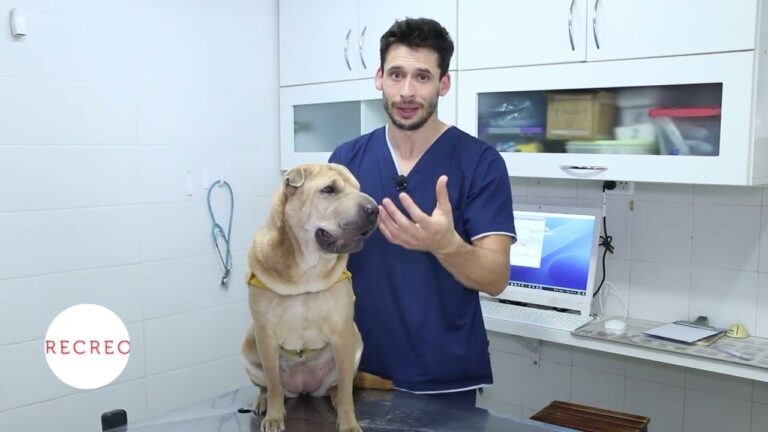 Enfermedades autoinmunes comunes en perros